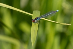 David Plant Photography - Wildlife Photography - Red-eyed damselfly - G